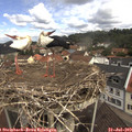 11_05-nest.jpg