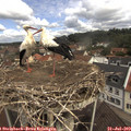 11_10-nest.jpg