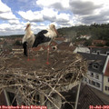11_15-nest.jpg