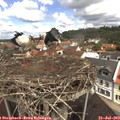 11_20-nest.jpg