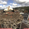 11_25-nest.jpg