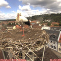 11_30-nest.jpg