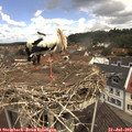 11_35-nest.jpg