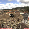 11_40-nest.jpg