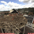11_45-nest.jpg