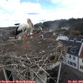 11_50-nest.jpg