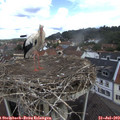 11_55-nest.jpg