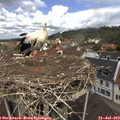 12_00-nest.jpg
