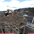 12_05-nest.jpg