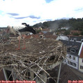 12_10-nest.jpg