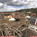 12_40-nest.jpg