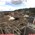 12_50-nest.jpg