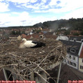 12_55-nest.jpg