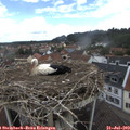 13_00-nest.jpg
