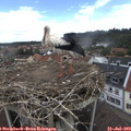 13_15-nest.jpg