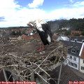 13_30-nest.jpg