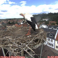 13_35-nest.jpg