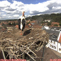 13_45-nest.jpg