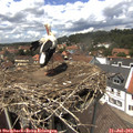 13_50-nest.jpg
