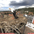 14_05-nest.jpg