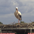 14_10-mast.jpg