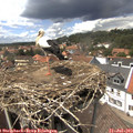 14_10-nest.jpg
