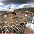 14_15-nest.jpg