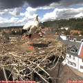 14_20-nest.jpg