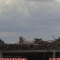 14_25-mast.jpg