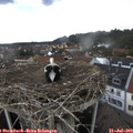 14_25-nest.jpg