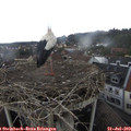 14_35-nest.jpg