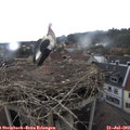 14_45-nest.jpg