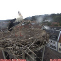 14_50-nest.jpg