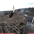 15_00-nest.jpg