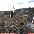 15_10-nest.jpg