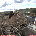 15_15-nest.jpg