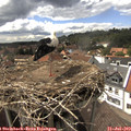 15_20-nest.jpg