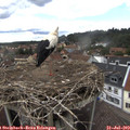 15_25-nest.jpg