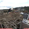 15_30-nest.jpg