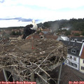 15_35-nest.jpg