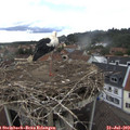 15_40-nest.jpg