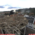 15_50-nest.jpg