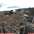 15_55-nest.jpg