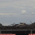 16_00-mast.jpg