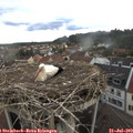 16_00-nest.jpg