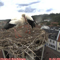 16_10-nest.jpg