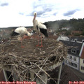 16_15-nest.jpg