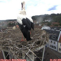 16_20-nest.jpg
