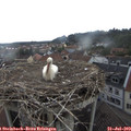 16_40-nest.jpg