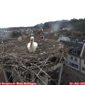 16_45-nest.jpg